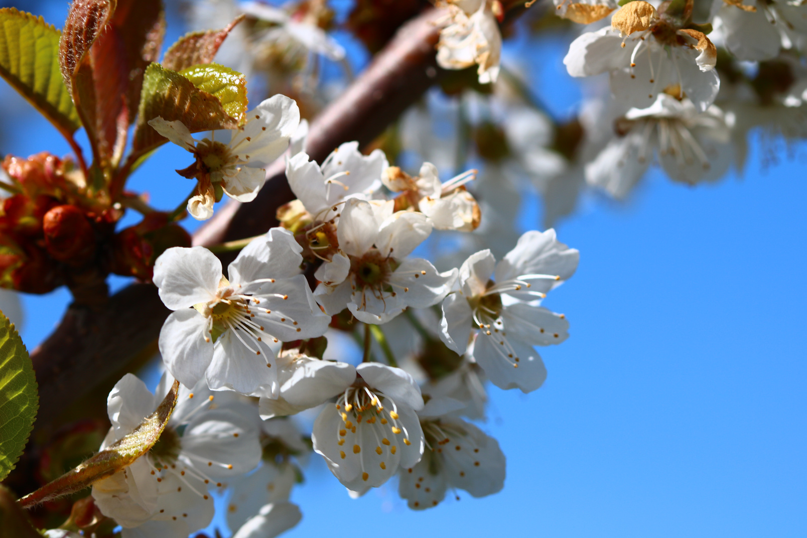 Kirschblüte makro