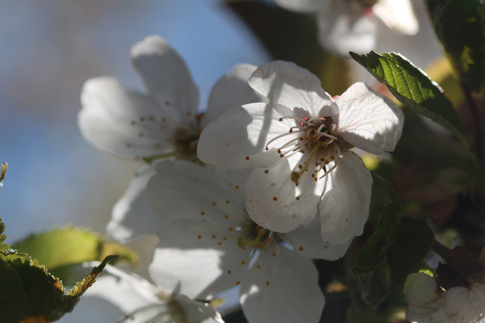 Kirschblüte makro