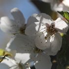 Kirschblüte makro