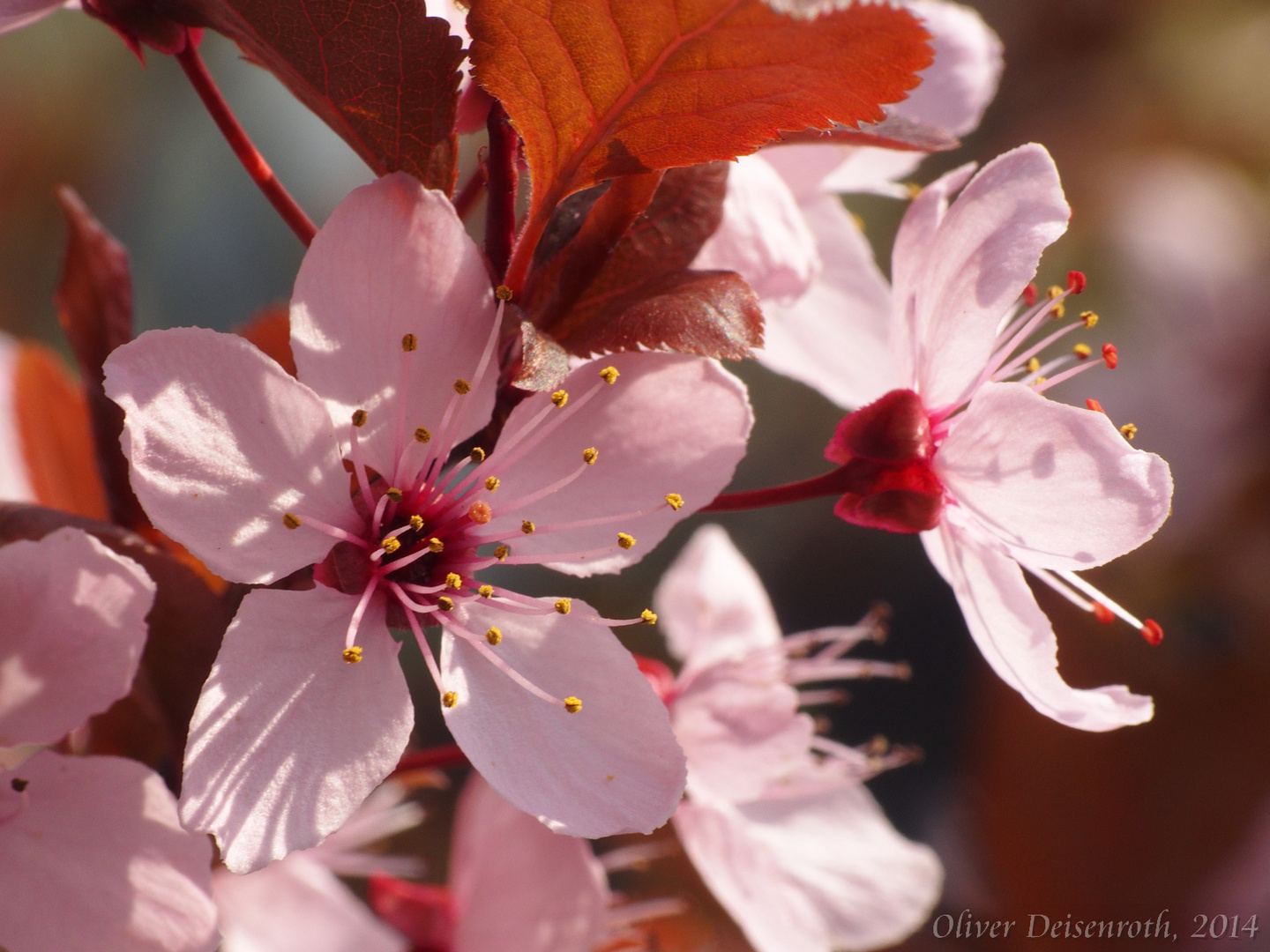 Kirschblüte (Makro)