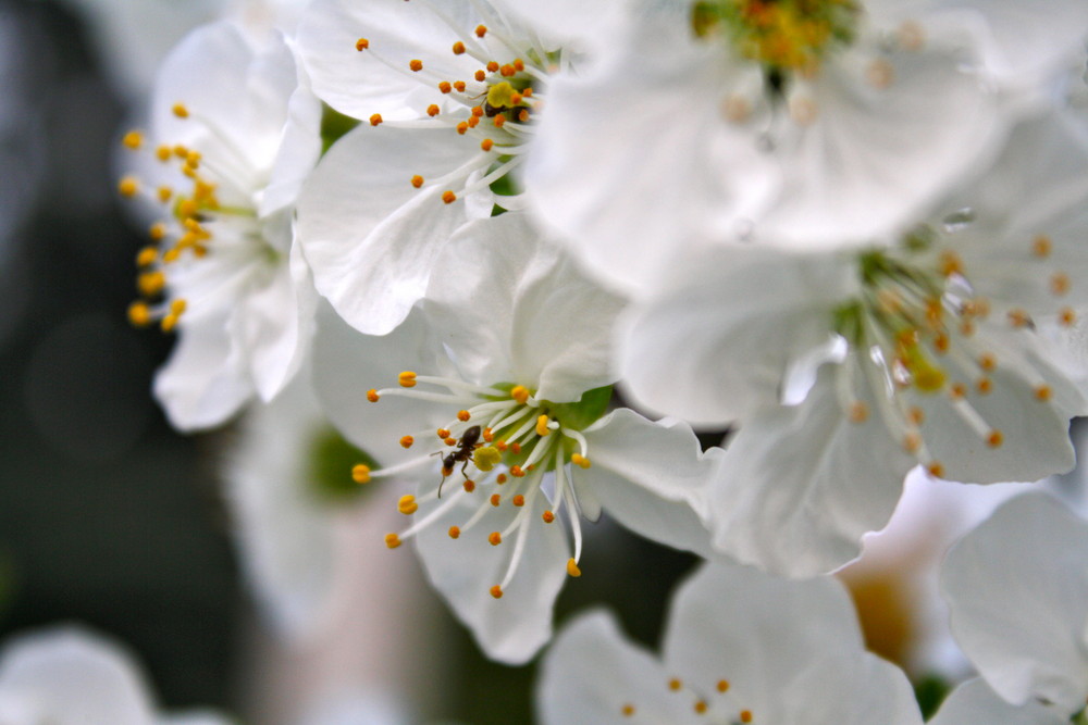 Kirschblüte mit Ameise