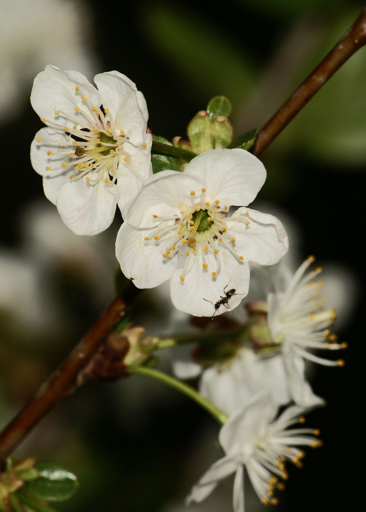 Kirschblüte mit Ameise