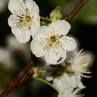 Kirschblüte mit Ameise