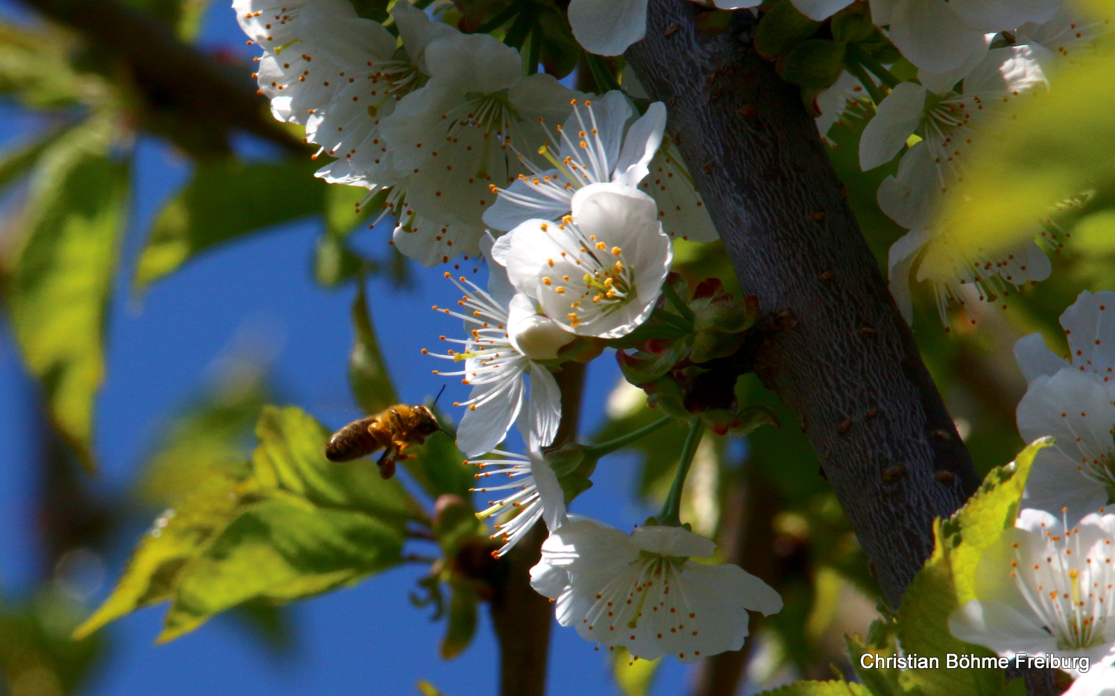 Kirschblüte mit Biene