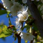 Kirschblüte mit Biene