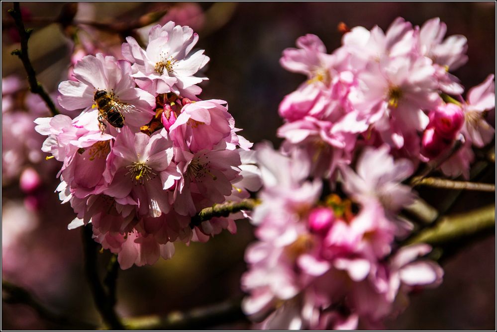 Kirschblüte mit Biene