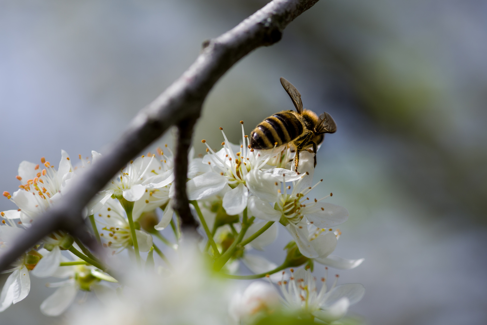 Kirschblüte mit Biene