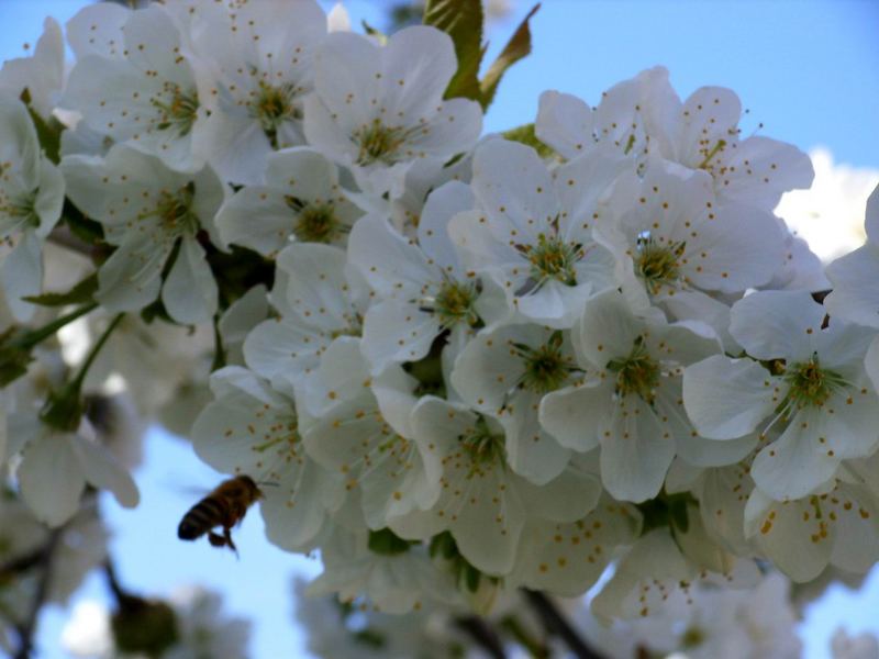 Kirschblüte mit Biene