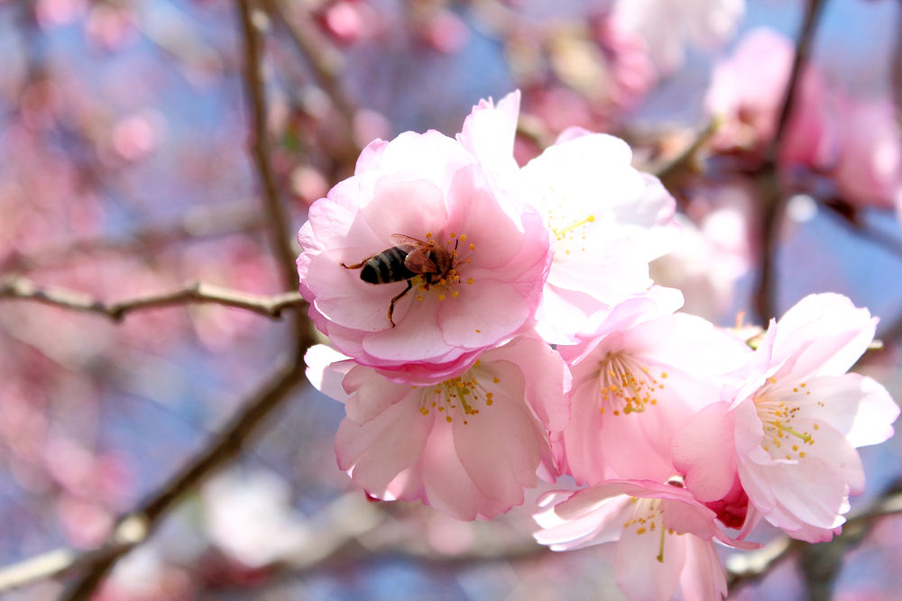 Kirschblüte mit Biene