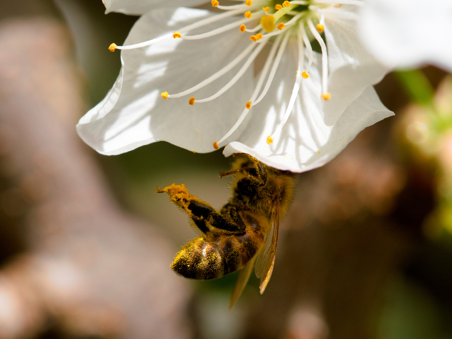 Kirschblüte mit Biene und Pollen