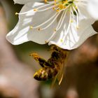 Kirschblüte mit Biene und Pollen