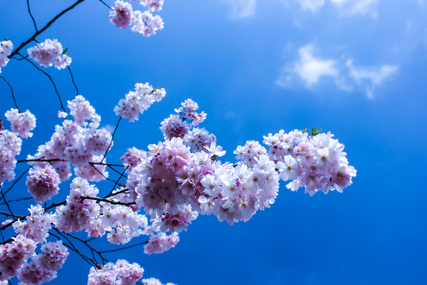 Kirschblüte mit blauem Himmel