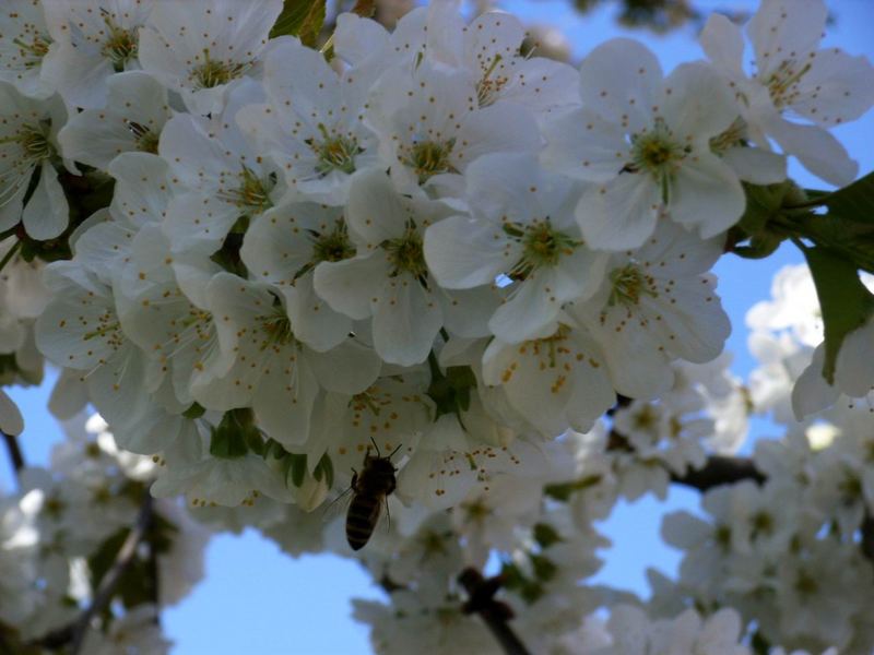 Kirschblüte mit einem fleißigen Helfer