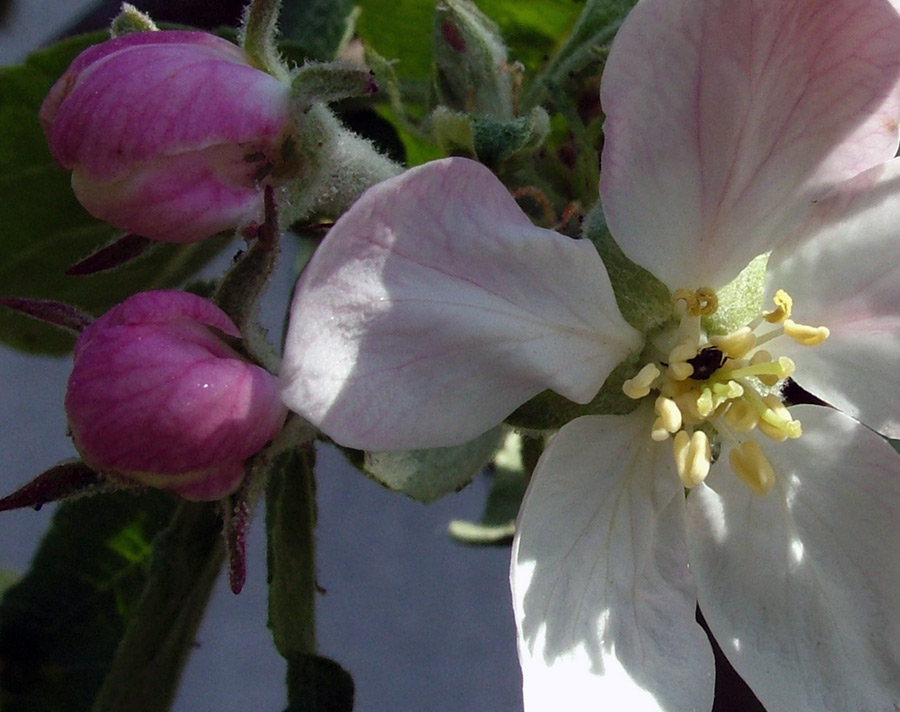 Kirschblüte mit "Einwohner"