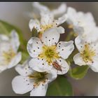 Kirschblüte mit Farbtupfer