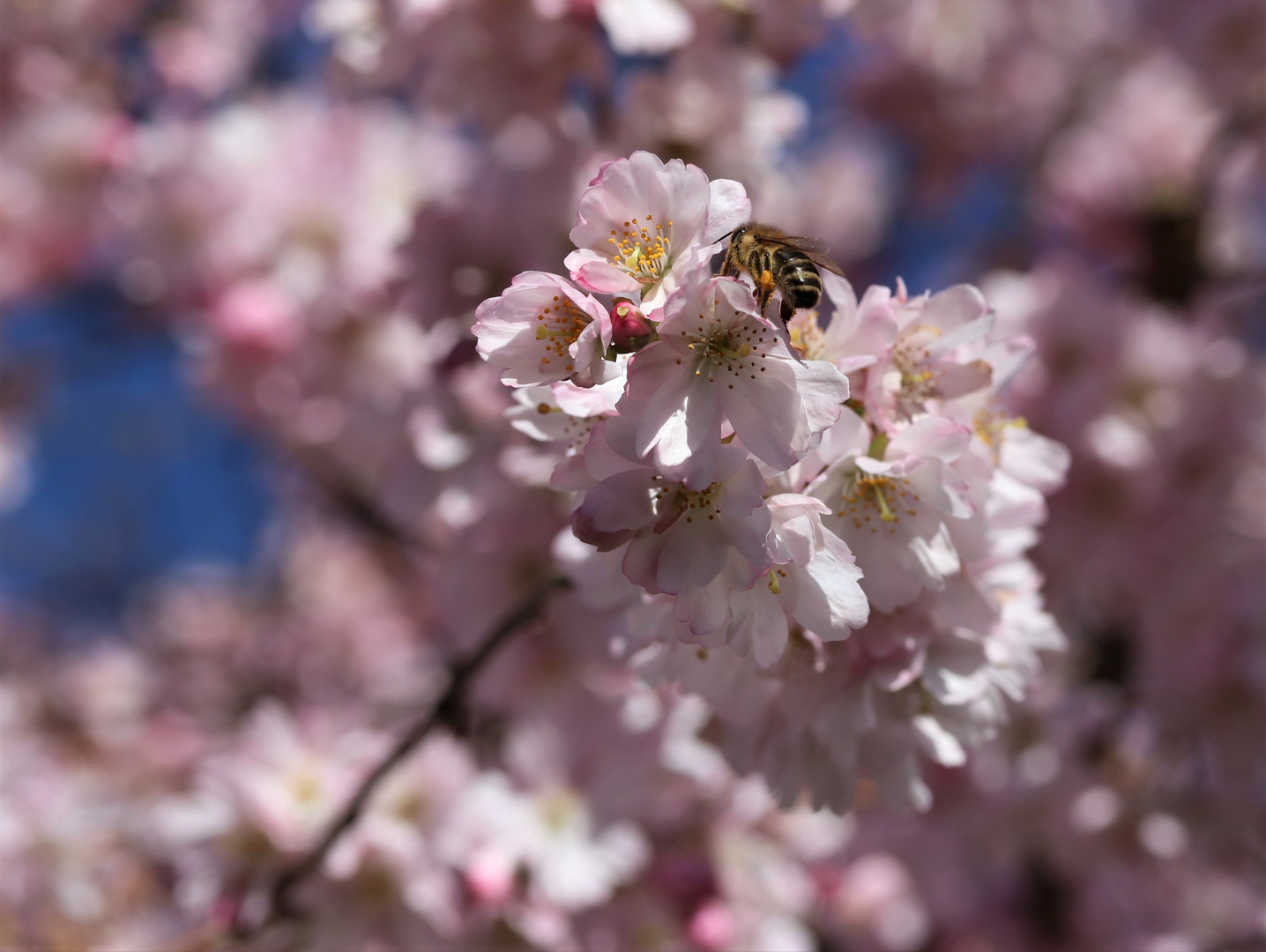 Kirschblüte mit Gast