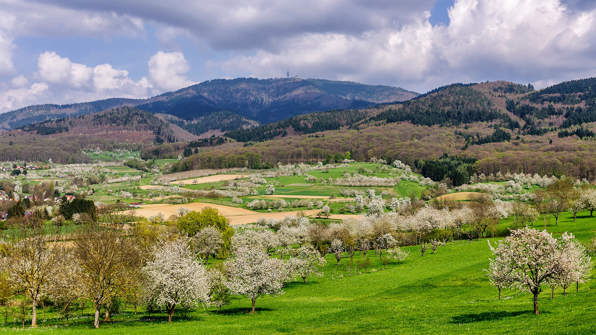 Kirschblüte mit Hausberg "Blauen"