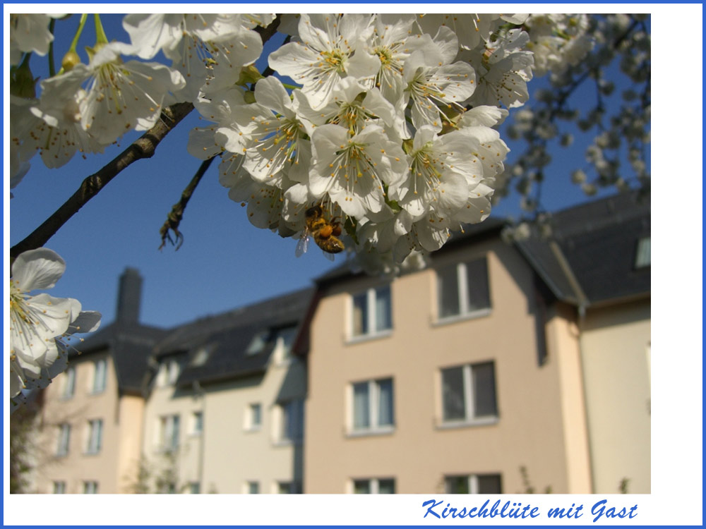 Kirschblüte mit Hintergrund