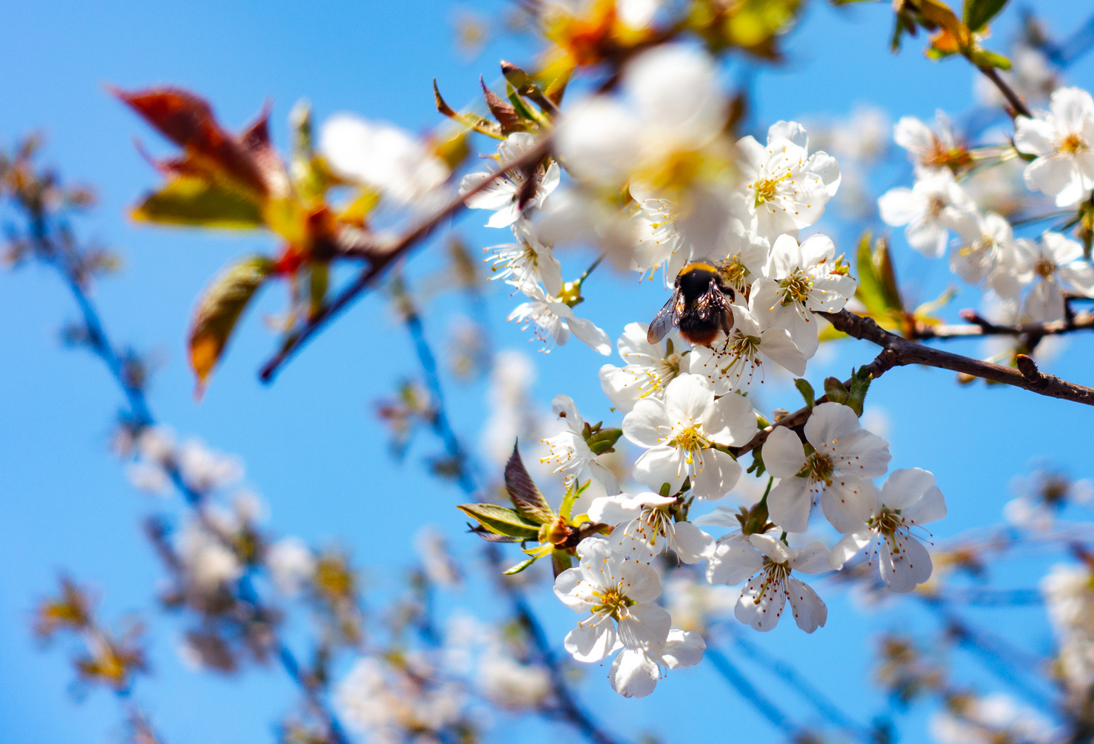 Kirschblüte  mit Hummel 