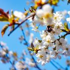 Kirschblüte  mit Hummel 