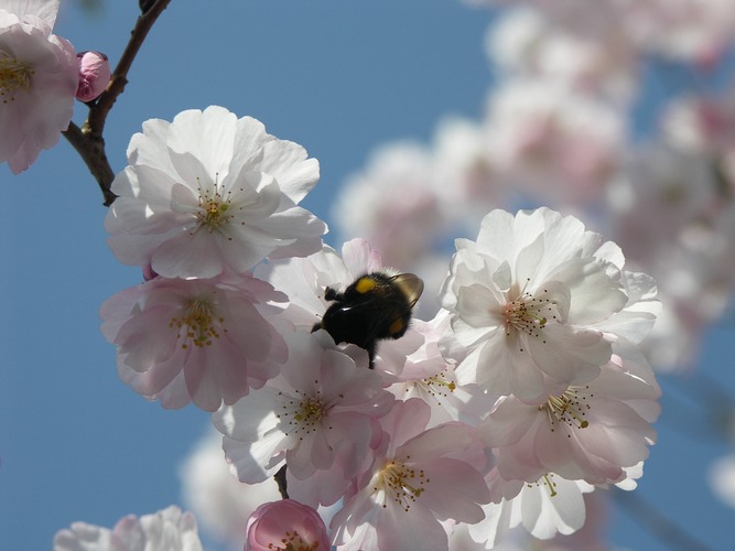 Kirschblüte mit Hummel