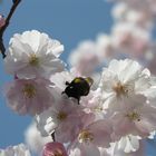 Kirschblüte mit Hummel