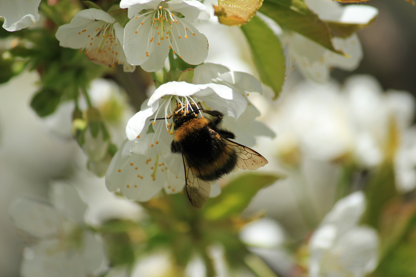 Kirschblüte mit Hummel