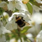 Kirschblüte mit Hummel