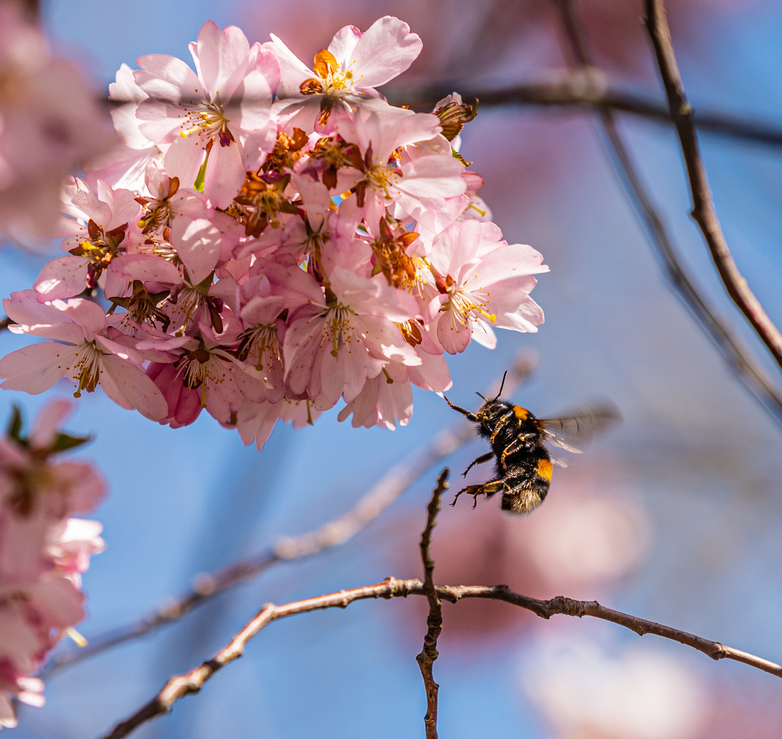 Kirschblüte mit Hummel