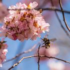 Kirschblüte mit Hummel