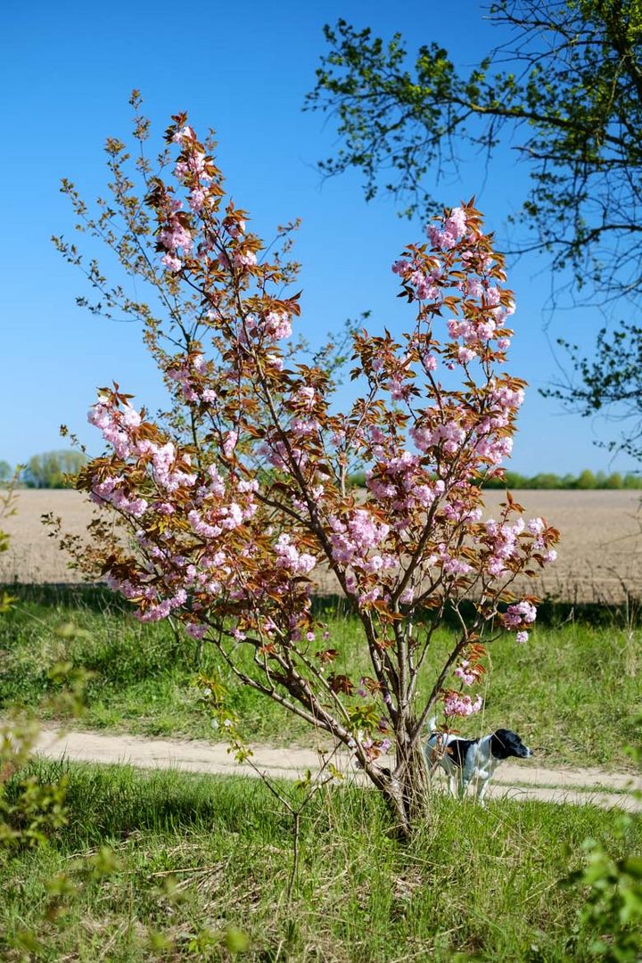 Kirschblüte mit Hund