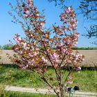 Kirschblüte mit Hund