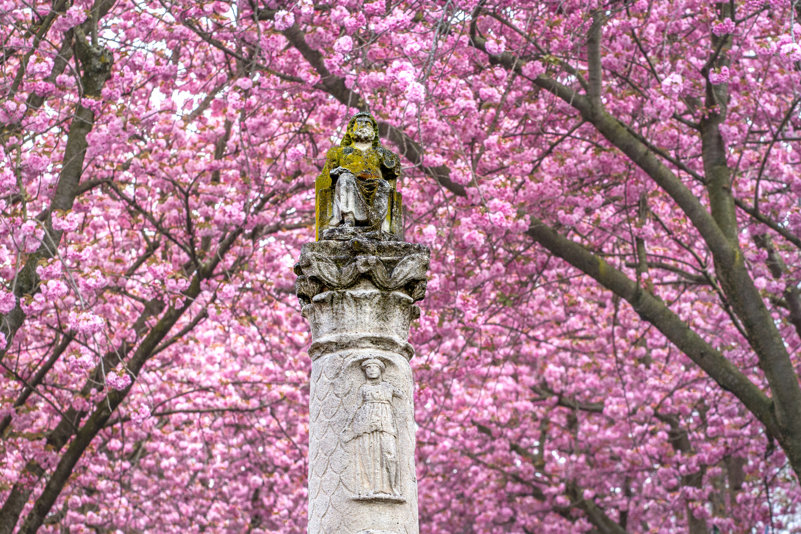 Kirschblüte mit Jupiter