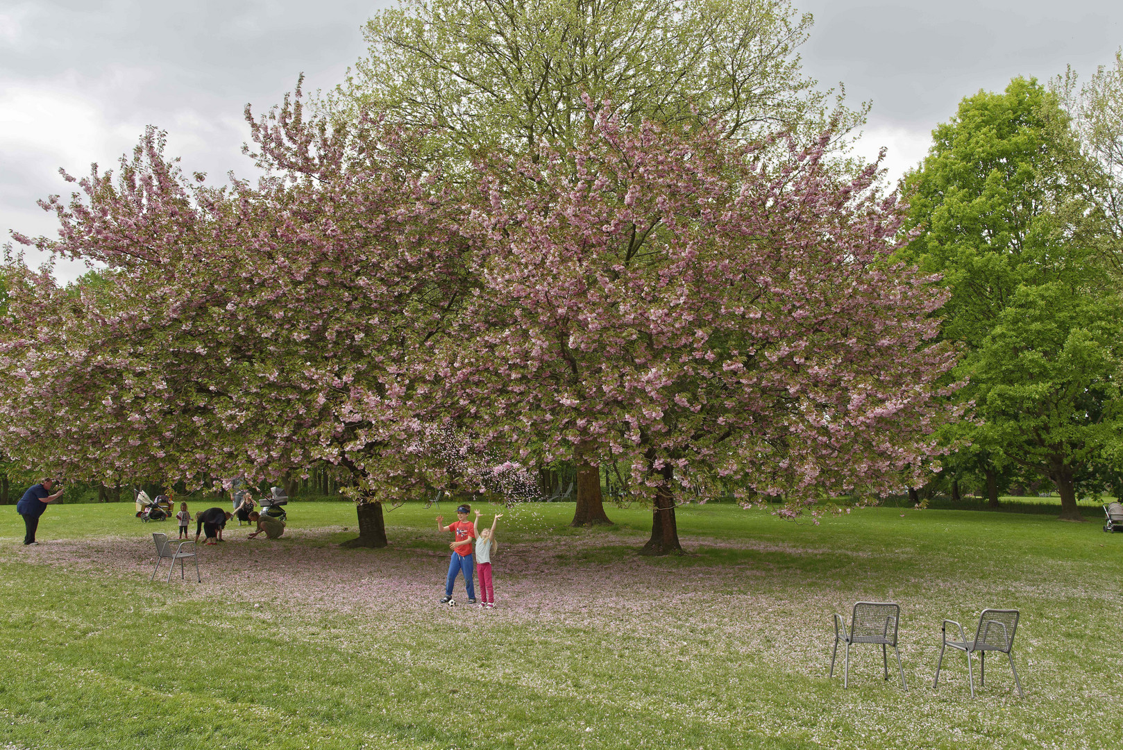 Kirschblüte mit Kindern
