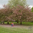 Kirschblüte mit Kindern