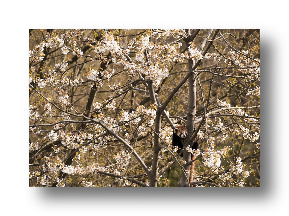 Kirschblüte mit kleinem Panda