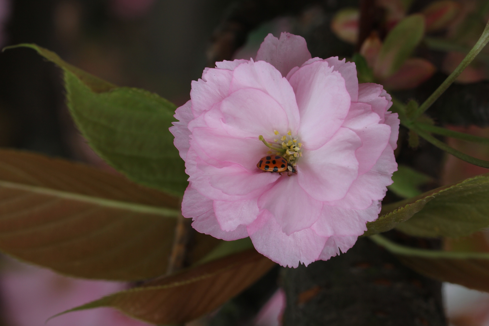 Kirschblüte mit Marienkäfer