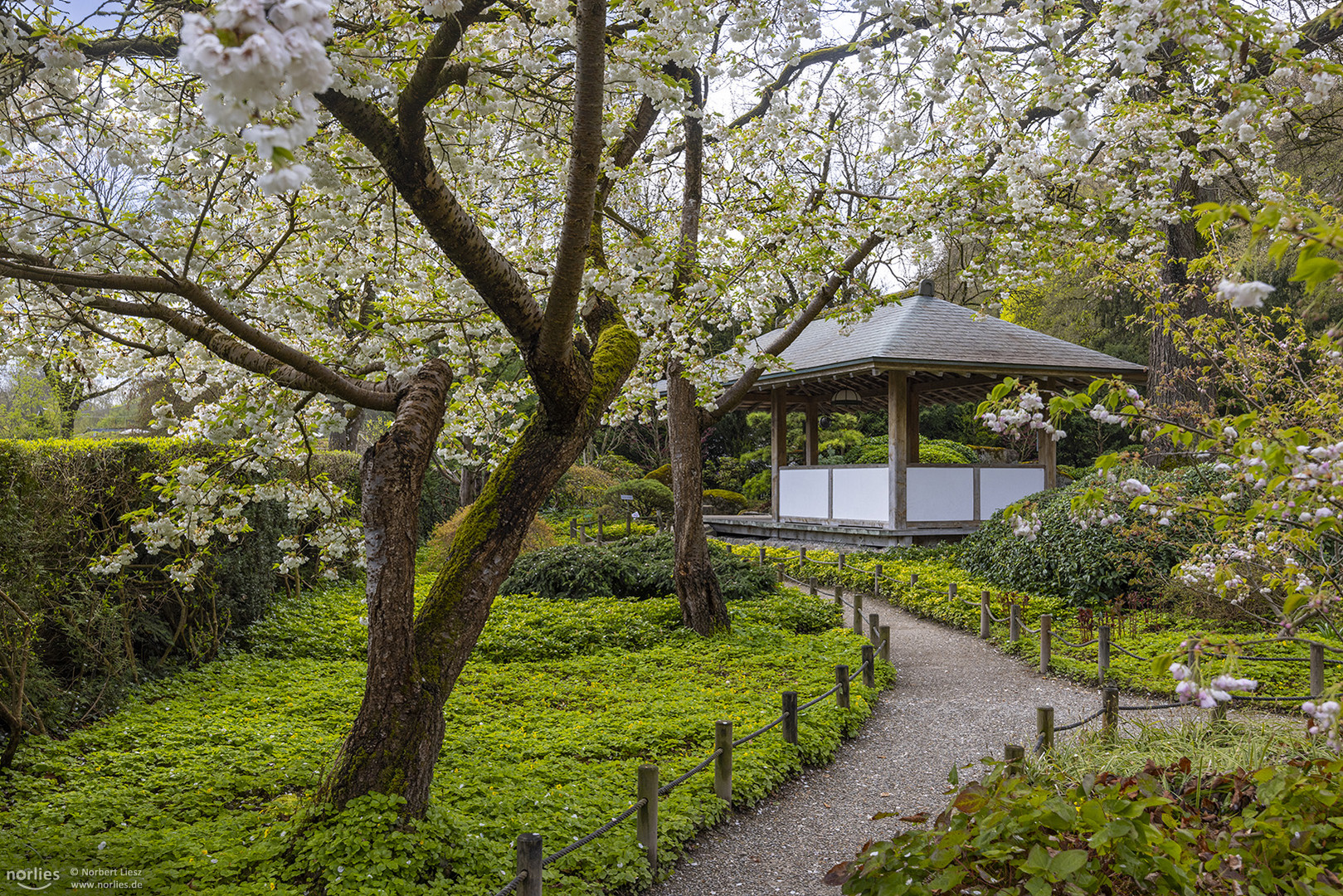 Kirschblüte mit Pavillon