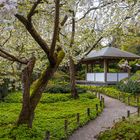 Kirschblüte mit Pavillon