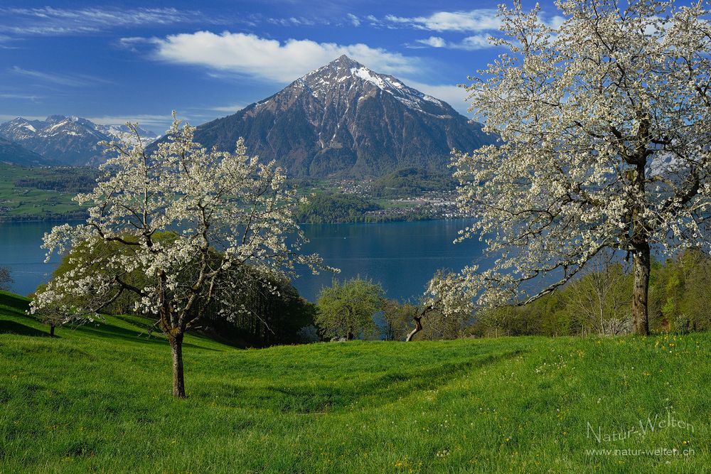 Kirschblüte mit Pyramide