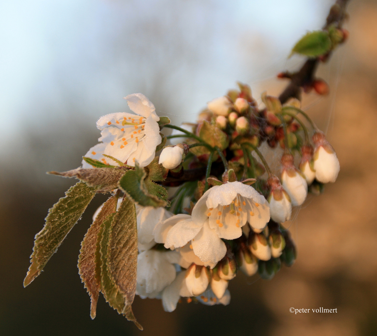 Kirschblüte mit Raureif