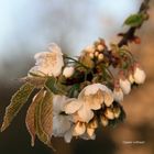 Kirschblüte mit Raureif