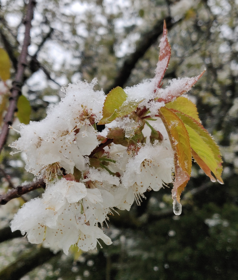 Kirschblüte mit Schnee