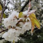 Kirschblüte mit Schnee