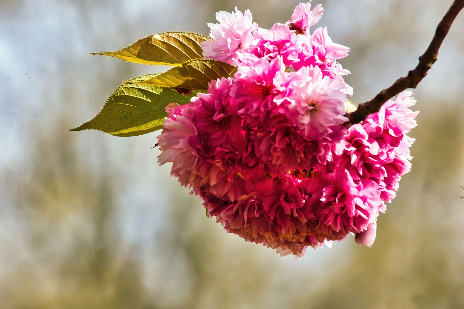 Kirschblüte mit Sonne