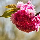 Kirschblüte mit Sonne