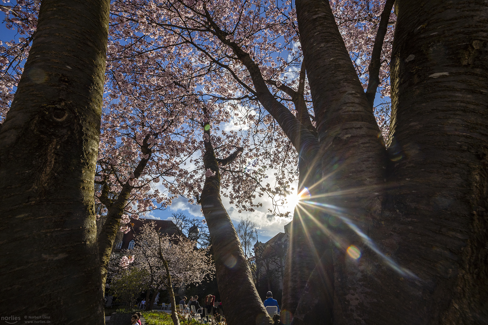 Kirschblüte mit Sonnenstern