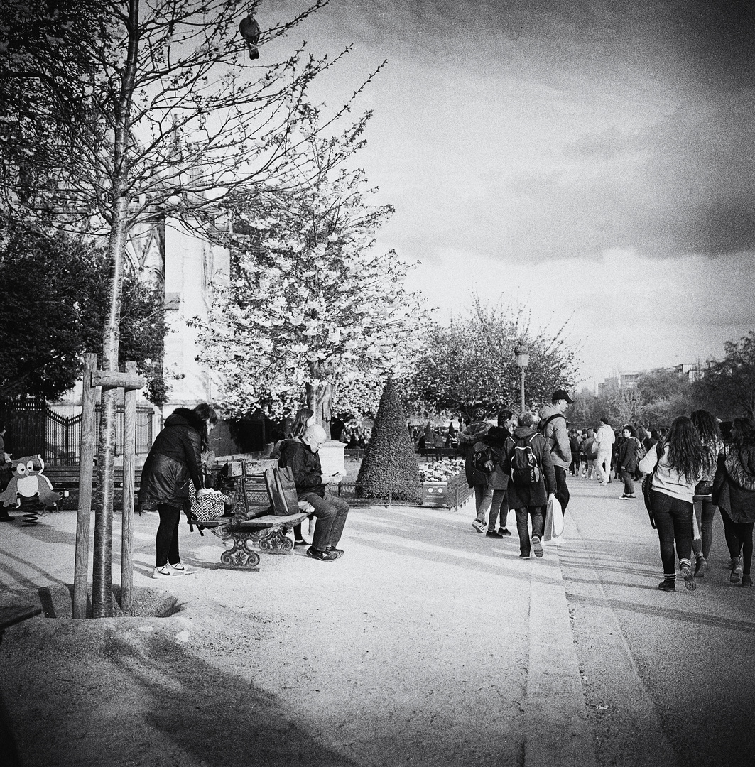 Kirschblüte mit Taube ....