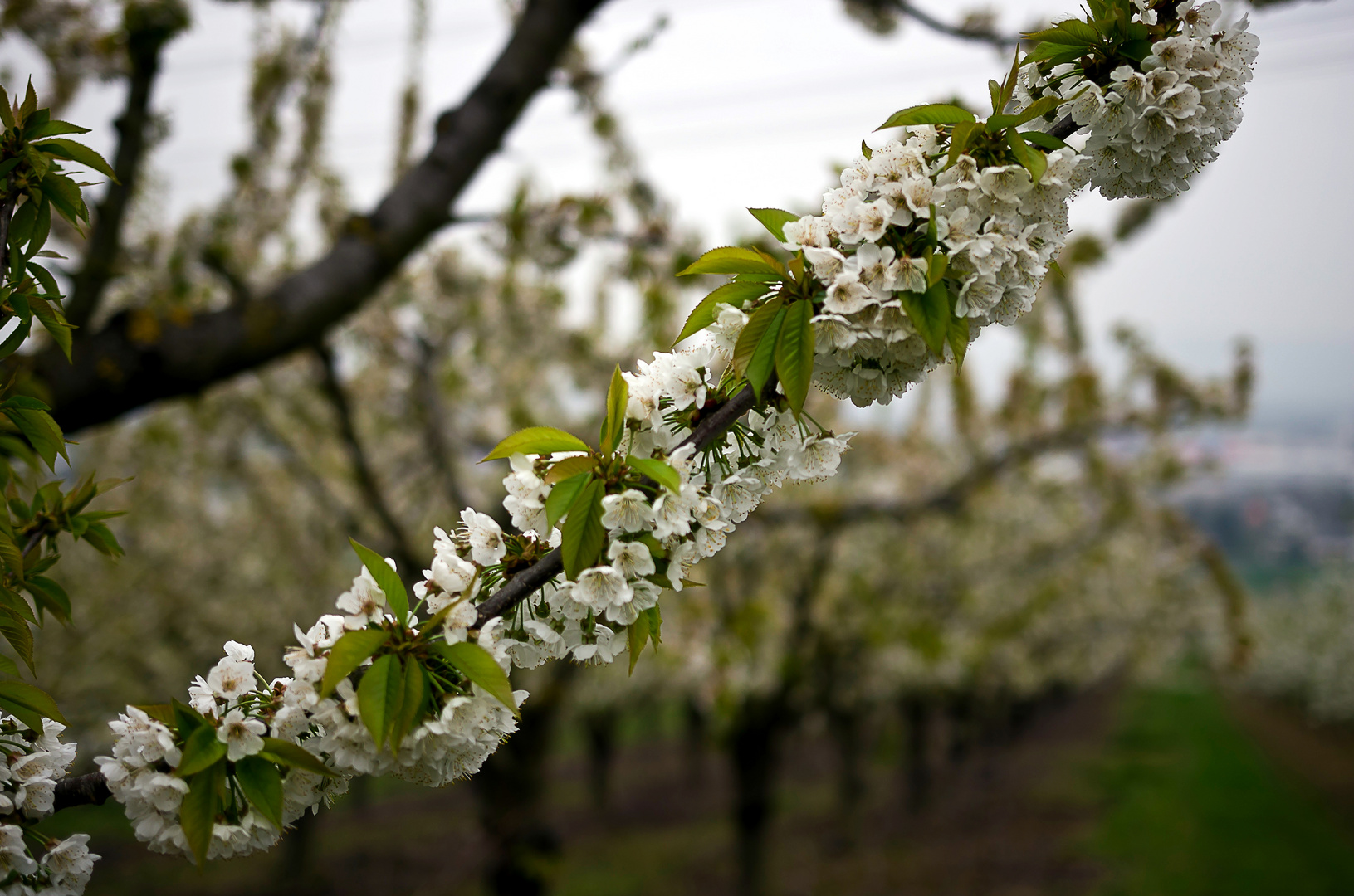 Kirschblüte Mülheim Kärlich