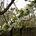 Kirschblüte Mülheim Kärlich